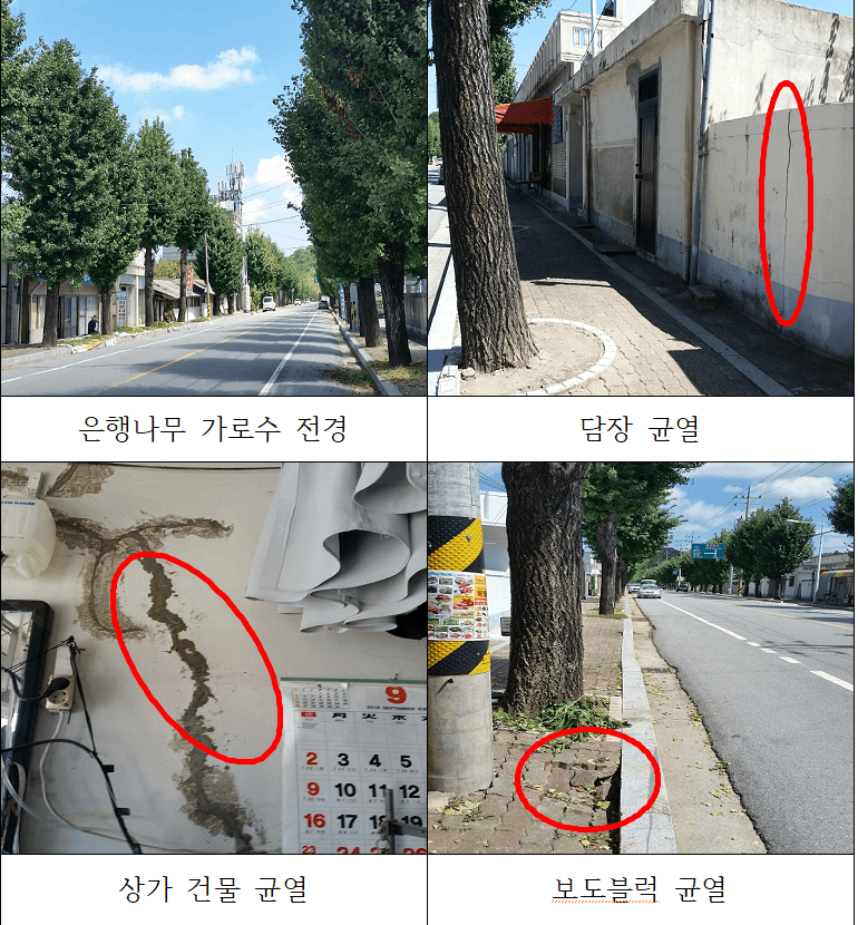 은행나무 가로수전경과 은행나무로 인한 담장균열, 상가건물균열, 보도블럭 균열이 발생한 사진