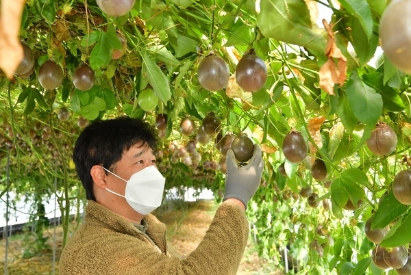 장성군, 기후변화 대응 아열대작물 재배 ‘메카’로 급부상 이미지 1