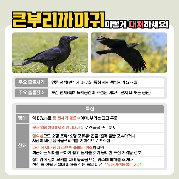 큰부리까마귀 이렇게 대처하세요! 이미지 2