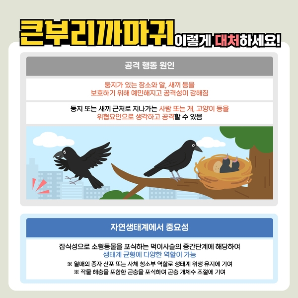 큰부리까마귀 이렇게 대처하세요! 이미지 3