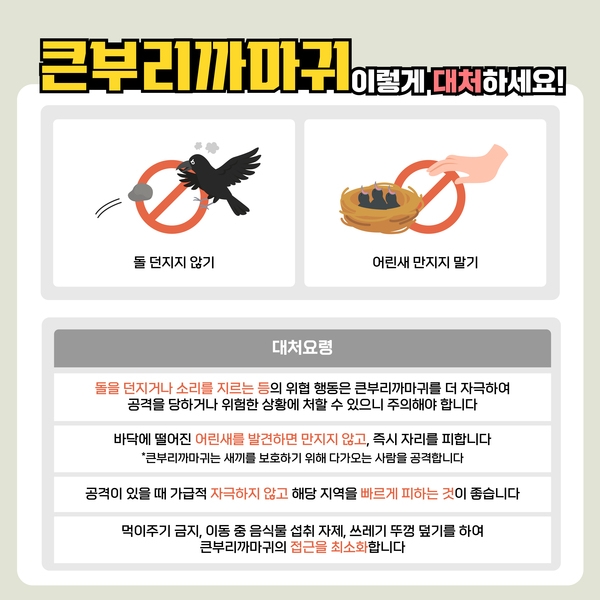큰부리까마귀 이렇게 대처하세요! 이미지 5