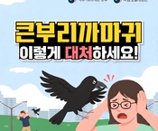 큰부리까마귀 이렇게 대처하세요!