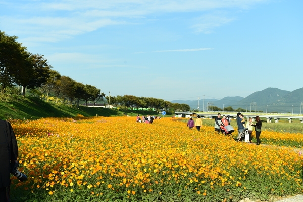 황룡강 노란꽃잔치 이미지 4