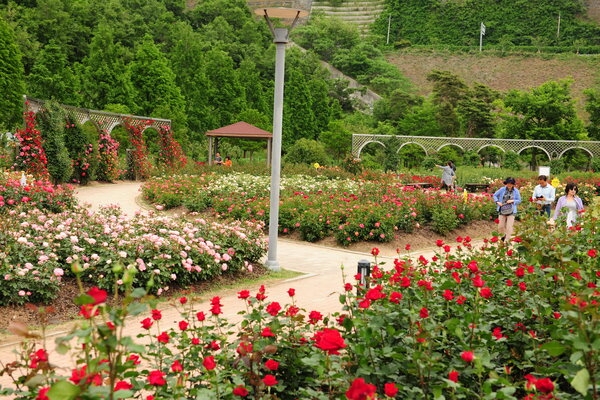 장성 평림댐 장미공원 ‘꽃의 여왕 보러 가자’ [산림편백과] 이미지 1
