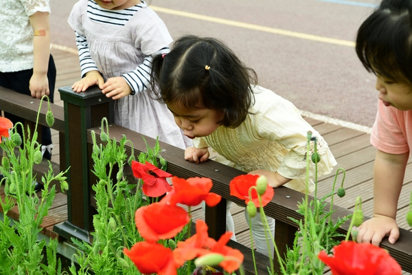 [포토뉴스] 꽃잎 불기, 누가 제일 잘하나 이미지 1