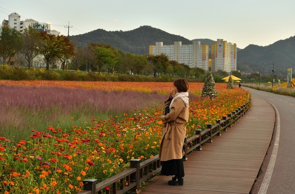 [포토뉴스] 장성 황룡강 가을꽃과의 “아름다운 이별” 이미지 2