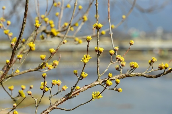 [포토뉴스] 옐로우시티 장성에 핀 ‘노란 산수유꽃’  이미지 1