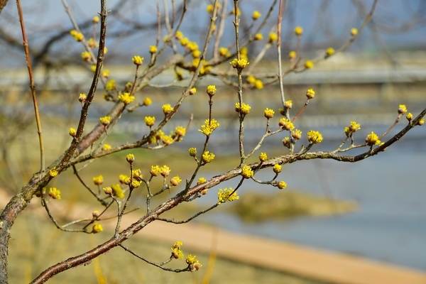 [포토뉴스] 옐로우시티 장성에 핀 ‘노란 산수유꽃’  이미지 3