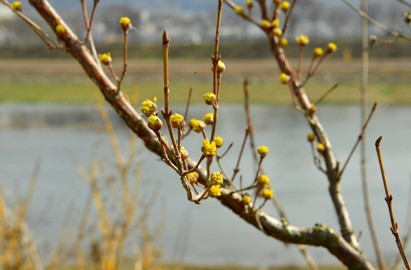 [포토뉴스] 옐로우시티 장성에 핀 ‘노란 산수유꽃’  이미지 2