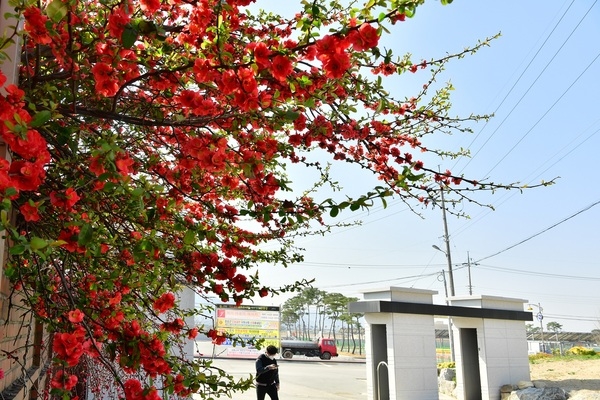 [포토뉴스] “봄 처녀 납시었소” 장성 문향고 앞 명자나무 이미지 1