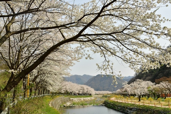[포토뉴스] “장성 백양사 벚꽃길… 사진으로만 보세요” 이미지 2