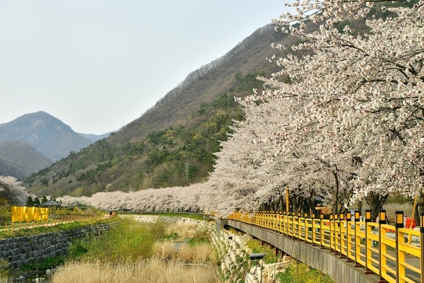 [포토뉴스] “장성 백양사 벚꽃길… 사진으로만 보세요” 이미지 3