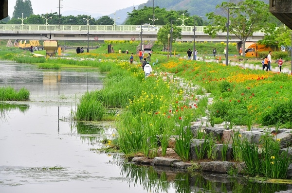 [포토] 장성 황룡강 물길따라 아름답게 펼쳐진  ‘노란꽃창포 꽃길’ 이미지 2