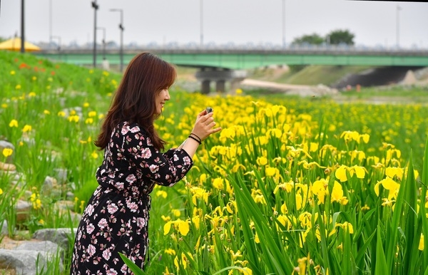 [포토] 장성 황룡강 물길따라 아름답게 펼쳐진  ‘노란꽃창포 꽃길’ 이미지 1