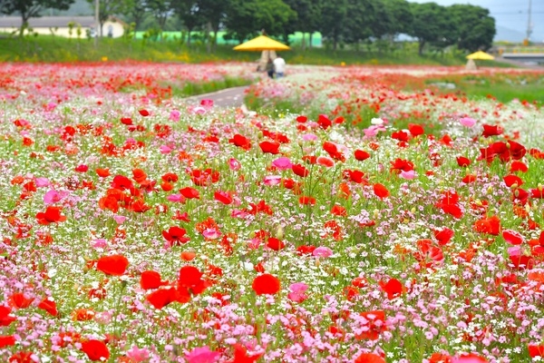 [포토] 장성 황룡강은 지금 “봄꽃 가득~” 이미지 2