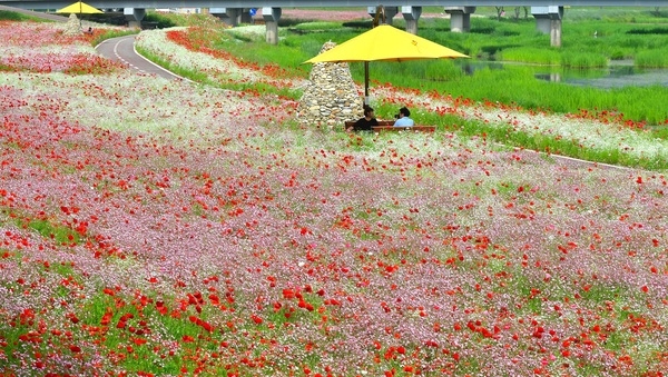 [포토] 장성 황룡강은 지금 “봄꽃 가득~” 이미지 1