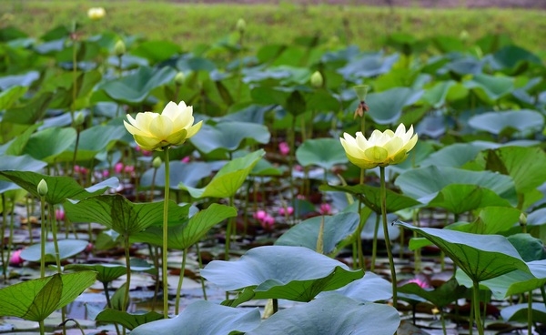 [포토] “활짝 핀 연꽃의 아름다움” 장성 황룡강 황미르랜드 연꽃단지 이미지 2
