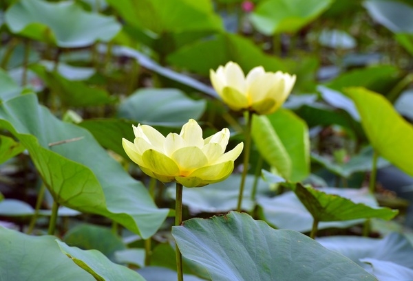 [포토] “활짝 핀 연꽃의 아름다움” 장성 황룡강 황미르랜드 연꽃단지 이미지 1