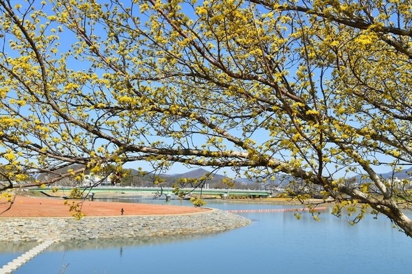 황금빛 가득한 장성 황룡강 “봄내음 솔솔~” 이미지 2
