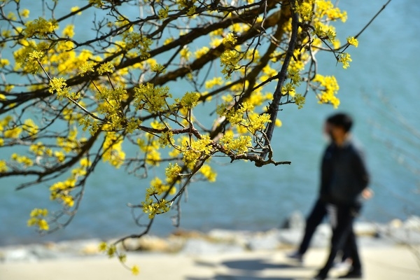 황금빛 가득한 장성 황룡강 “봄내음 솔솔~” 이미지 1