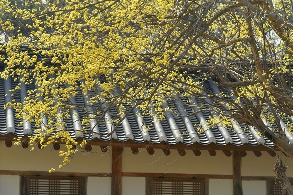 [포토뉴스] 장성군 “서원의 향기로운 봄 풍경” 이미지 3