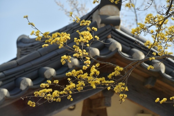[포토뉴스] 장성군 “서원의 향기로운 봄 풍경” 이미지 4