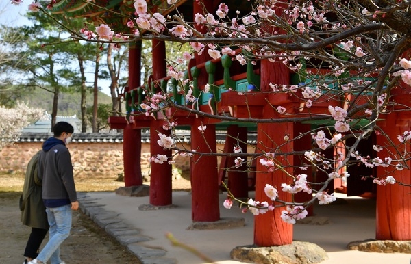 [포토뉴스] 장성군 “서원의 향기로운 봄 풍경” 이미지 1