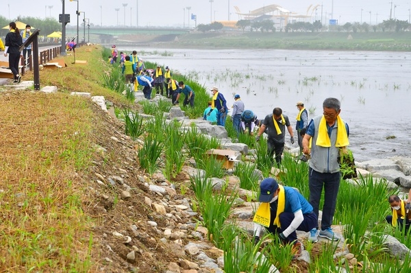 장성군, 군민과 함께 황룡강에 노랑꽃창포 1만 본 식재 이미지 2