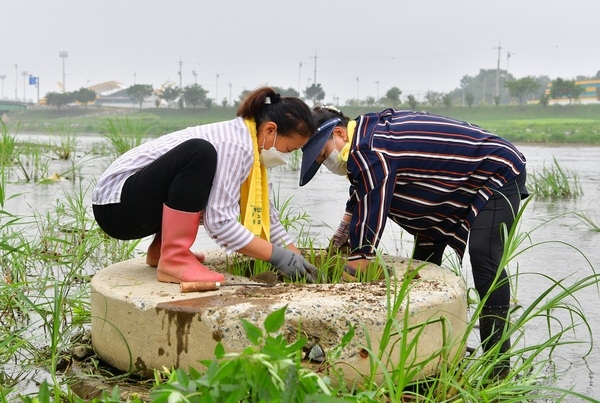 장성군, 군민과 함께 황룡강에 노랑꽃창포 1만 본 식재 이미지 3