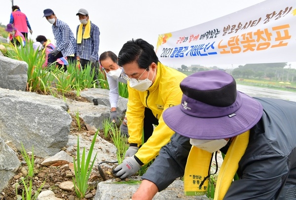 장성군, 군민과 함께 황룡강에 노랑꽃창포 1만 본 식재 이미지 1