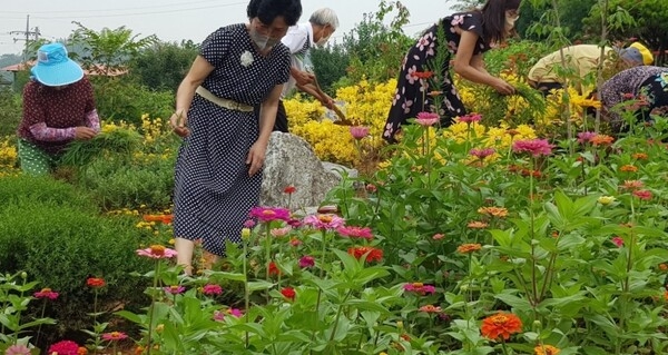 장성군 남면 마산마을 주민들, ‘마산 꽃동산’ 조성 구슬땀 이미지 1