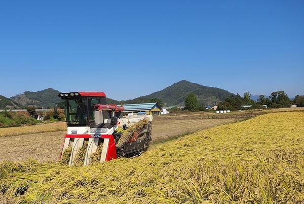 장성군, 올해 쌀 생산 20% 증가… 2만 2000여 톤 수확 전망 이미지 1