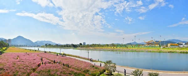 장성 황룡강 가을꽃축제 8일 ‘팡파르’ 이미지 1