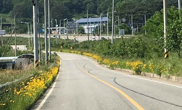 하늘거리는 금계국 사이로 말달리자~~ 이미지 2