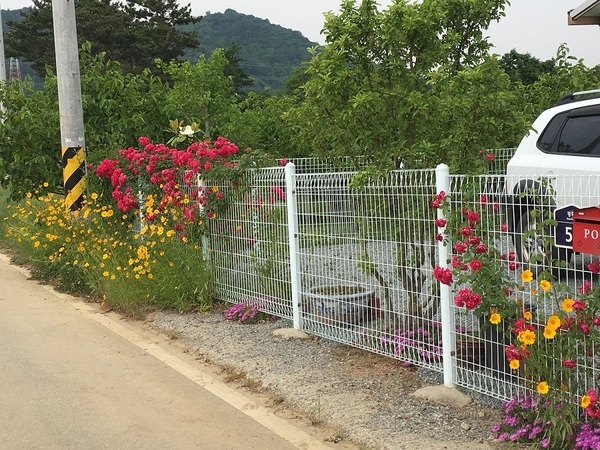 남면 녹진리 예쁜 담장 꽃가꾸기~ 이미지 2