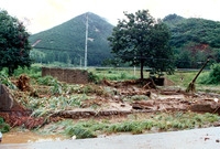 1989수해현장(장성읍단광...