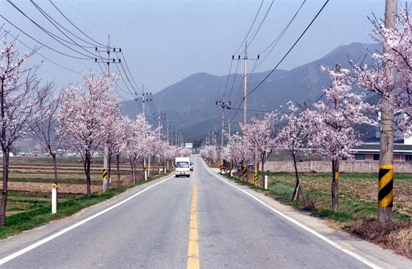 가로수 벚꽃길