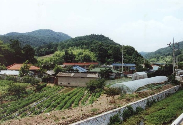 장성읍 부흥리 마을전경