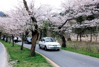 2004봄 백양사 벚꽃