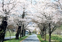 2004년봄 백양사 벚꽃