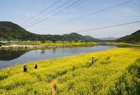 황룡강 유채꽃 밭