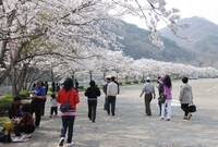 2009년 백양사 벚꽃길