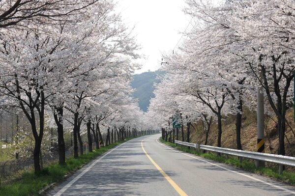 장성읍 관광가로수 벚꽃길