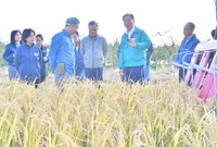가루쌀 수확현장 방문