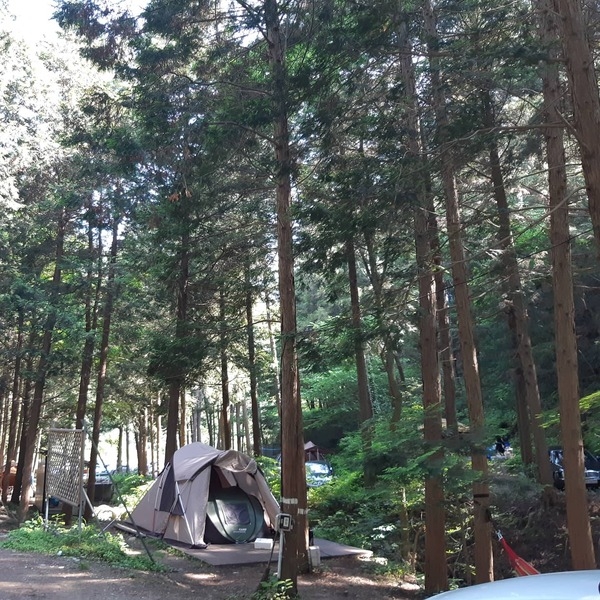 장성 편백숲에서 캠핑을 하는곳 