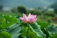 황룡강변 연꽃