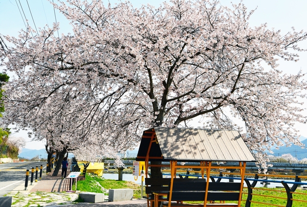 황룡강 벚꽃