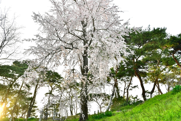 요월정 수양버들벛꽃과 소나무