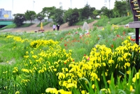 황룡강변 꽃 창포