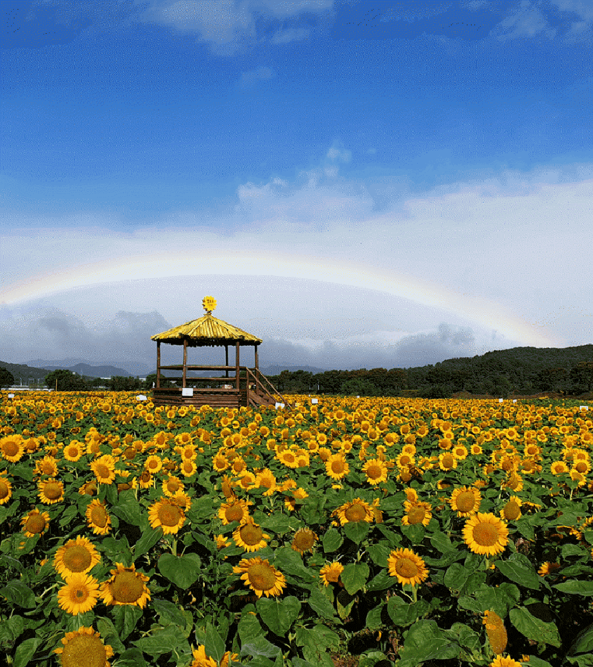 황룡강 노란꽃잔치